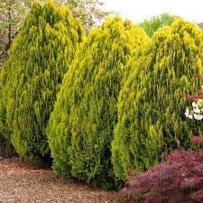 50 PC heiße verkaufende Thuja Zypressen Platycladus Orientalis Orientalische Lebensbaum Samen Conifer sät DIY Hausgarten