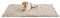 Best Friends by Sheri Calming Shag Hundedecke für große Hunde, wasserdichte Beschichtung, Taupe, 152,4 x 203,2 cm