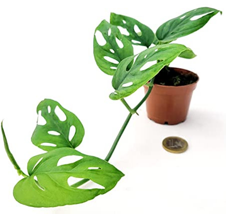 POWERS TO FLOWERS - PHILODENDRON ADANSONII MINI, IDEALE PER TERRARIUM, MONSTERA, pianta vera