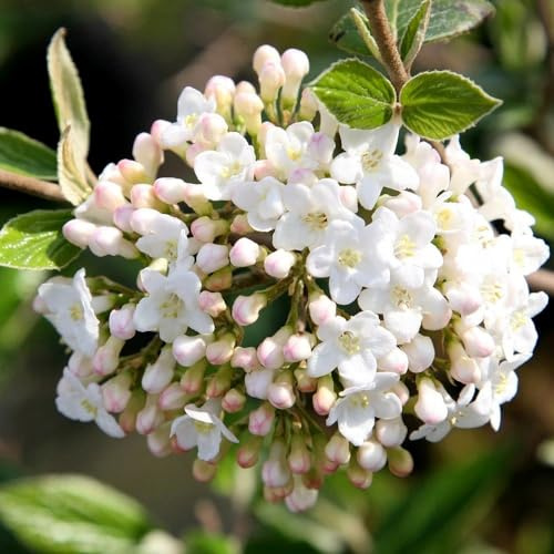 Plant Theory Viburnum x Burkwoodii Shrub Plant 2L Pot