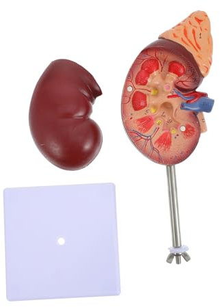 VICASKY Nierenmodell Anatomisches Lebensgroßes Modell Für Schulung Laborbedarf Mit Sockel Und Halterung Zur Demonstration