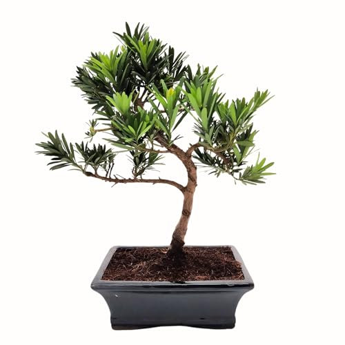 Bonsai Baum mit Keramik Blumentopf - Ligustrum, Ficus, Carmona, Podocarpus, Chinese elm - ca. 6-9 Jahre (20cm Schale ca. 8 Jahre, Podocarpus P20 Broom)
