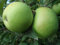 1 PIANTA DI MELO GRANNY SMITH VASO 20CM ALBERO DA FRUTTO MATURA A OTTOBRE