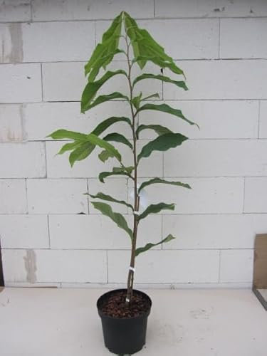 Asimina triloba Susquehanna ® Peterson Pawpaws ® - Indianerbanane Paupau 80-100cm