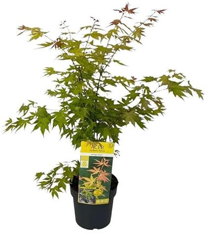 Acero Palmato Giallo. Garden Talamonti.