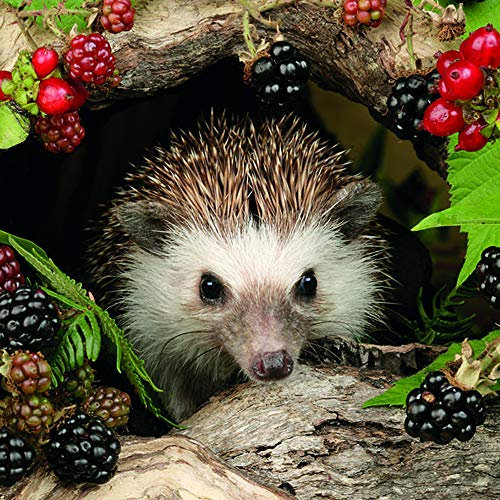 Ambiente - Servietten - Hedgehog - Herbst/Igel/Brombeeren