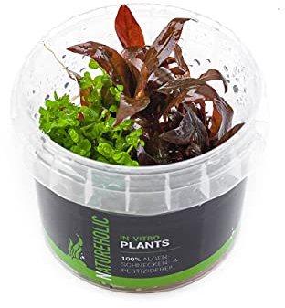 Alternanthera reineckii Mini & Micranthemum Monte Carlo - NatureHolic In-Vitro Aquarium Pflanze