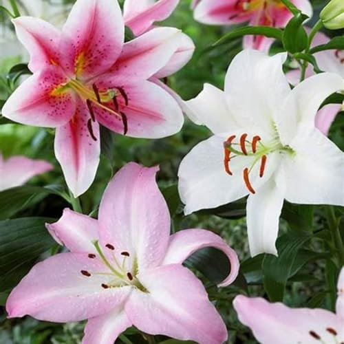 Bulbi Di Giglio-Giglio Bulbi,Lilium Bulbi Giganti,Giglio Bulbi Asiatico,Fiori Ornamentali,Fiori Nuziali-2bulbi-e