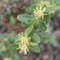 semillas de boj arbusto ornamental seto Plantas medicinales Plantación de montaña árboles plantas para exterior arbustos resistentes plantas perennes resistentes 200pcs