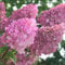 Rispenhortensie 'Sundae Fraise'® - Hydrangea paniculata 'Sundae Fraise'® - 40-50 cm Topf