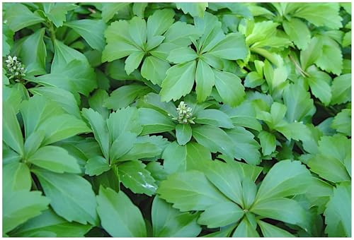Stauden Gänge 100 x Pachysandra terminalis Dickmännchen winterhart