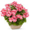 200 Stück/Beutel Pelargoniensamen, blühend, multifunktional, duftend, rustikale Blumensamen für Parkgarten, Samen zum Pflanzen jetzt Pelargonien-Samen