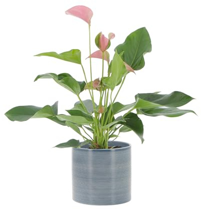 KENTIS - Anthurium Rosa - Anturio Piante da Interno Vere Purifica Aria - Pianta da Appartamento Fiorita - Piante Ornamentali - H 30-40 cm Vaso Ø 12 cm