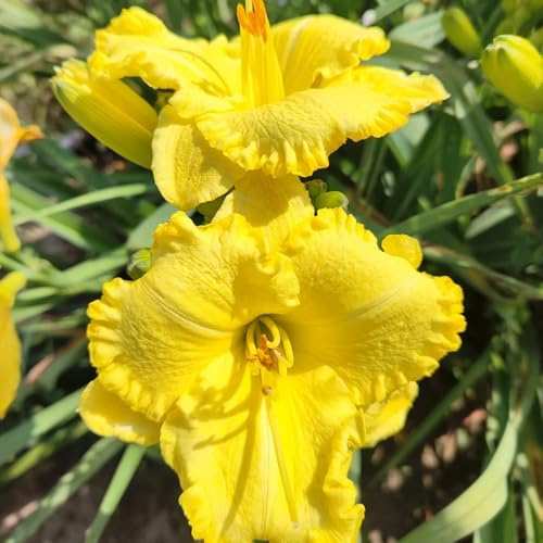 Taglilien, Hemerocallis fulva, steingartenpflanzen winterhart wildblumensamen alte sorten balkongewächshäuser seltene 850Samen