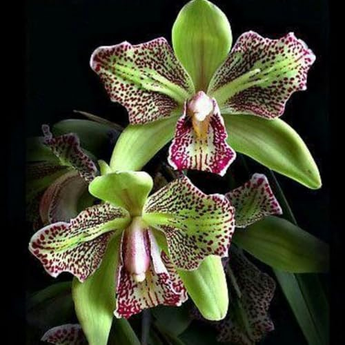 Cymbidium Orchidea Rizomi, Cymbidium Rizomi Perenne; Rari, Resistenti al Freddo, Facile da Coltivare in Vaso - Splendida Esposizione come Bonsai-5 Rizomi-D