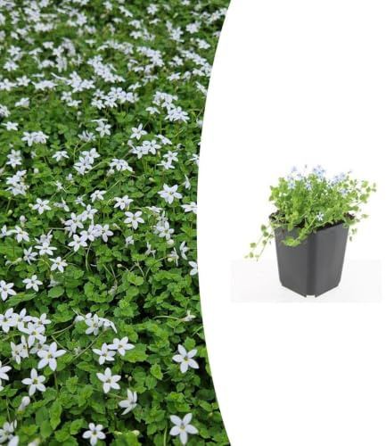 Plantas Tapizantes Isotoma 'Alba' para Jardín, Blanco, Pack de 60, Ø9 cm