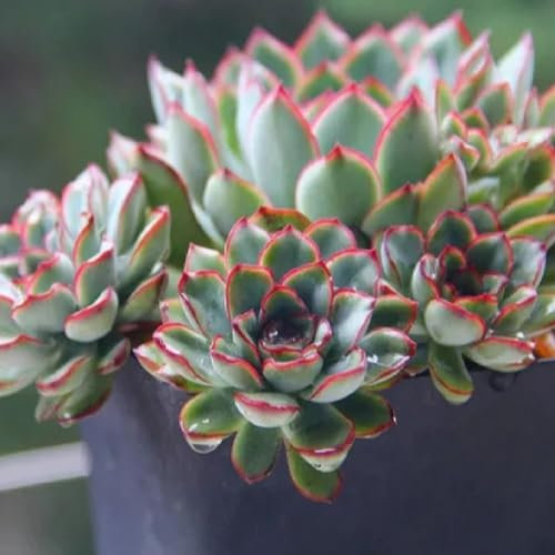 120 pcs sukkulenten echte pflanzen samen - pflanzen garten, steingarten pflanzen balkonpflanzen winterhart mehrjährig, blumengarten winterharte pflanzen für garten, hochbeet samen