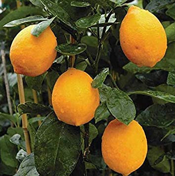 Vista 20 Zwerg Zitronenbaum Samen - Outdoor Pflanze, DIY Hausgarten Bonsai, duftend 10