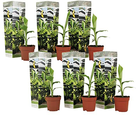 Plant in a Box - Musa Basjoo - Height 25-40cm - Set of 6 - Banana Plants Hardy - Banana Tree - Pot 9cm