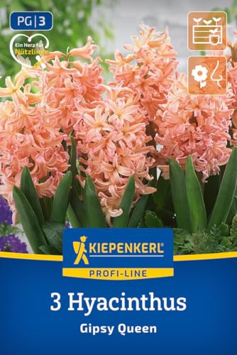 Kiepenkerl Profi-Line Hyazinthe Gipsy Queen 2600005 Blumenzwiebeln Hyazinthenzwiebeln Frühblüher lachsfarbene Blüten orange Blüten duftende Hyazinthe 25 cm für Kübel