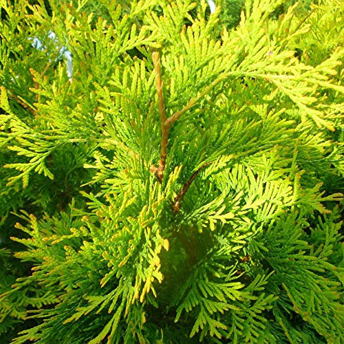 Thuja occidentalis 'Yellow Ribbon' White Cedar Evergreen Conifer Plant | 9cm Pot