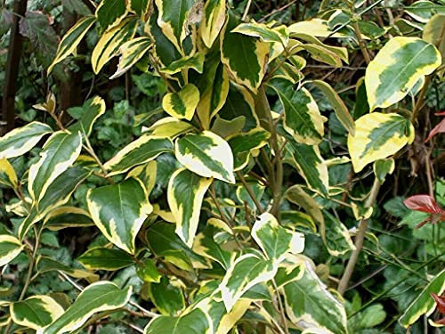 Pianta di ELAEAGNUS GOUMI VARIEGATO ornamentale CESPUGLIO VASO 20 CM H 40/60 CM AMDGarden
