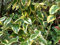 Pianta di ELAEAGNUS GOUMI VARIEGATO ornamentale CESPUGLIO VASO 20 CM H 40/60 CM AMDGarden