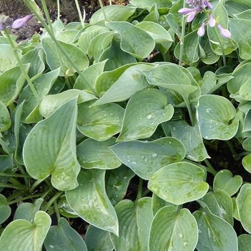 6x Blaugrüne Funkie 'Blue Cadet' - Hosta ‘Blue Cadet’ - Kleincontainer 9x9cm