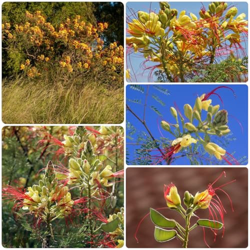 100 pcs pfauenstrauch pflanze samen - blumensamen balkon balkon pflanze paradiesvogelbusch pflanzen für schatten draußen blumensamen als gastgeschenk outdoor pflanzen blumen deko zimmerpflanzen