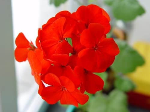Just Seed - Flower - Geranium - Sprint Red F2-50 Seed - Bulk