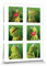 1art1 Muppets Poster Kermit Galerie Bilder Leinwand-Bild Auf Keilrahmen | XXL-Wandbild Poster Kunstdruck Als Leinwandbild 80x60 cm