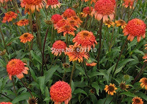 VISTARIC Rosen-Blumen-Rose [China] Dornen weniger klassische 100 Blumensamen