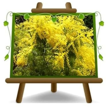 Acacia Dealbata Mimosa Ornamentpflanzen - auf Topf 20 cm - Höhe 130 cm