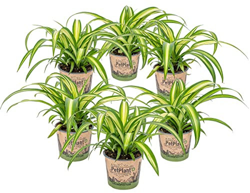 Lys d'herbe | Chlorophytum 'Hawaiian' 6 pièces - PetFriendly - Plante d'intérieur en pot de pépinière ⌀12 cm - 25 cm