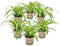 Graslilie | Chlorophytum 'Hawaiian' 6 Stück - PetFriendly - Zimmerpflanze im Anzuchttopf ⌀12 cm - 25 cm