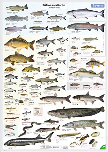 ENTILA Poster: Die Süßwasserfische Deutschlands/Viele wichtige Bestimmungsmerkmale/Perfekt zum Lernen für die Fischerprüfung und für jeden Angler (Schonzeiten Bayern)
