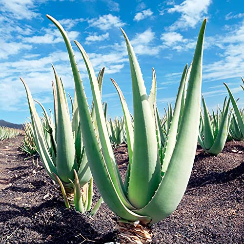 50 Stück aloe vera pflanze samen fleischfressende pflanzen Sukkulenten succulent plants pflanzen deko saat ausgefallene geschenke winterharte kübelpflanzen winterharte stauden mehrjährig balkon
