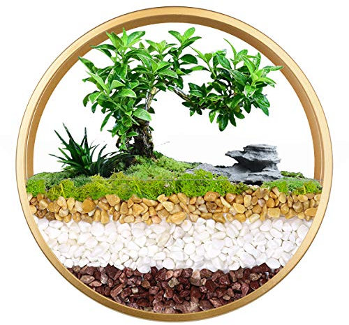 Jarrón colgante de pared, maceta geométrica redonda para montaje en pared, soporte de metal para plantas aéreas, contenedor vertical para plantas suculentas cactus y más