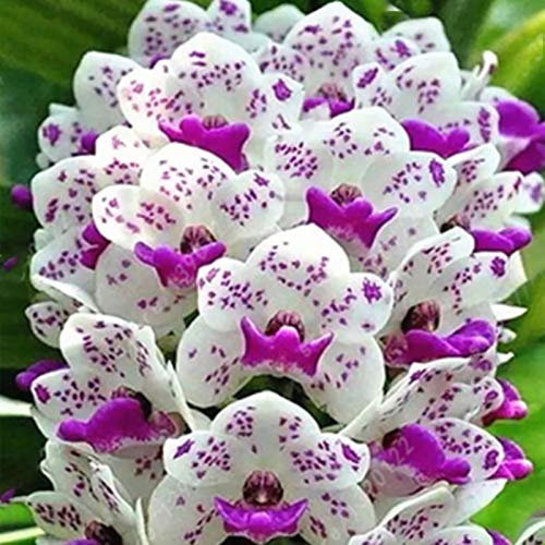 Benoon Phalaenopsis Samen, 50 Stück/Beutel Phalaenopsis Samen Orchideen Landschaftsbau Ornamente Mischfarben Blumenpflanzensämlinge Für Den Garten Phalaenopsis Samen