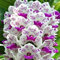 Benoon Phalaenopsis Samen, 50 Stück/Beutel Phalaenopsis Samen Orchideen Landschaftsbau Ornamente Mischfarben Blumenpflanzensämlinge Für Den Garten Phalaenopsis Samen