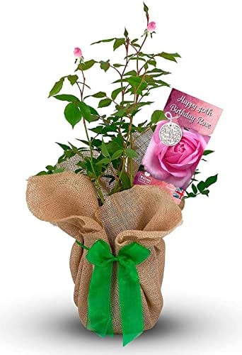 Carbeth Plants Happy 40th Birthday Rose Gift Wrapped in 3L Pot