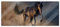 Pixxprint Glasbild Panorama, Wandbild aus Echtglas, Schwarzes Pferd, 100x40 cm, inkl. Aufhängung und Abstandshalter
