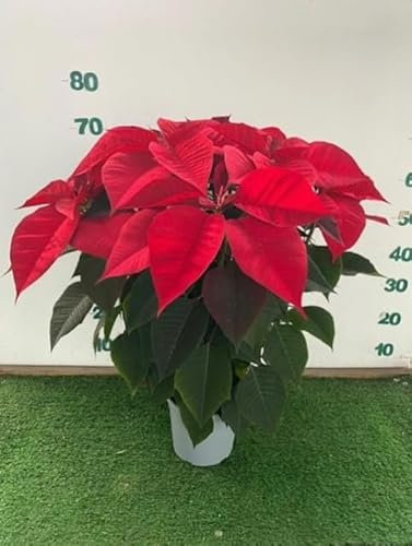 Wunderschöner Weihnachtsstern, 19 cm, hergestellt in Italien, Motiv: Terre di Romagna