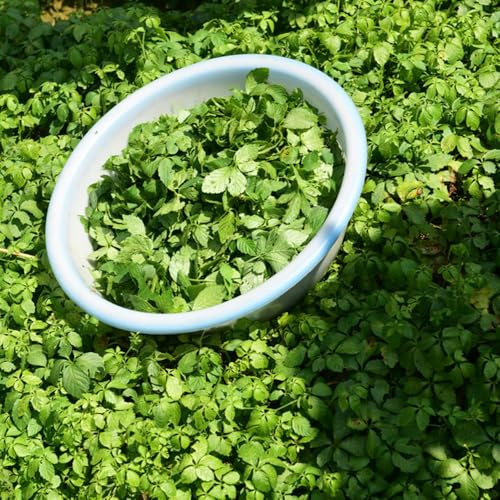 Jiaogulan, balkonpflanzen winterhart Gynostemma pentaphyllum - kräutergarten geschenk bio garten seltene hochbeet 500pcs