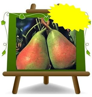 Peral Perugia - Plantas frutales antiguas en maceta de un jarrón de 20 - Árbol max 170 cm – 2 años cultivo Italia