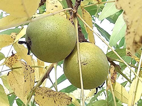 Black Walnut Tree Juglans nigra Stunning Autumn Colours, Edible Fruit, Wildlife Tree, 20-30cm Tall Plant in a 9cm Pot
