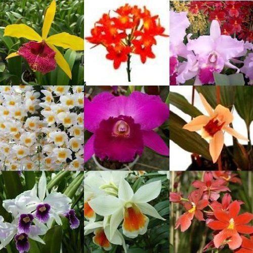 2 blühende Orchideen im Topf, Überraschungspflanzen, 1 Rispe pro Pflanze
