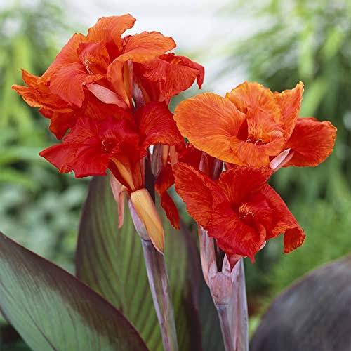 2zwiebeln Cannas Orange Canna Lily Knollen Blumenzwiebeln Geschenke FüR Pflanzenliebhaber Balkon Deko Pflanzen Garten Stauden Balkonpflanzen Winterhart Blumen Luftreinigende Zimmerpflanzen