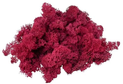 Premium Rentier Moos - Islandmoos - konserviertes langlebiges Moos - Ideal für Wandbilder, Basteln, Modellbau & Floristik - Dekoration (Fuchsia, 1 Kg Floristenpackung)