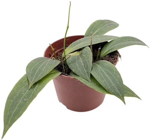 Fangblatt - Hoya soligamiana - seltene Porzellanblume/Wachsblume - pflegeleichte Zimmerpflanze für Ihr Zuhause